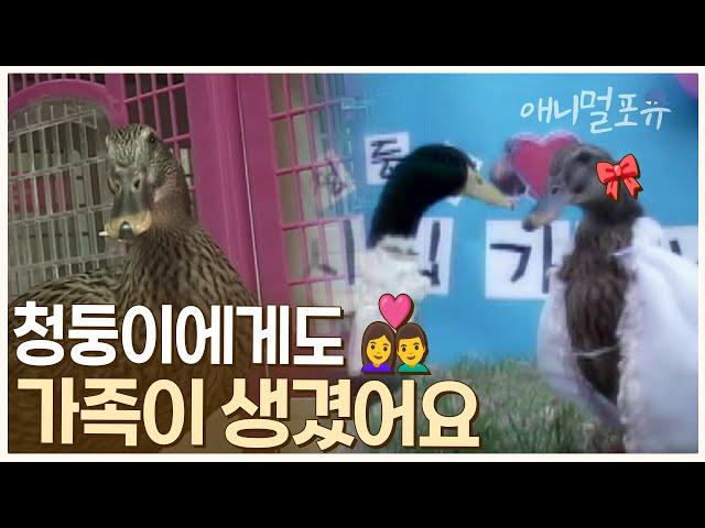 소문난 말썽꾸러기 동물이 있다?! 심심한 청둥이의 가족이 되어주세요️​ | KBS 주주클럽 041009 방송