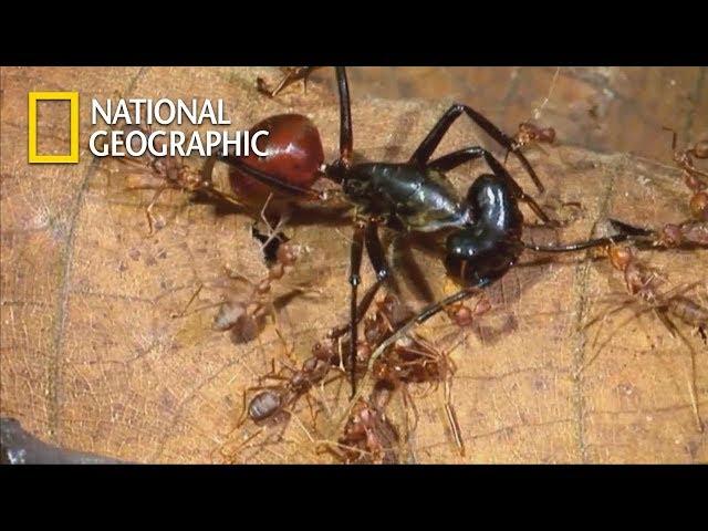 Chemical War of Ant Troops VS. One Goliath Ant｜National Geographic