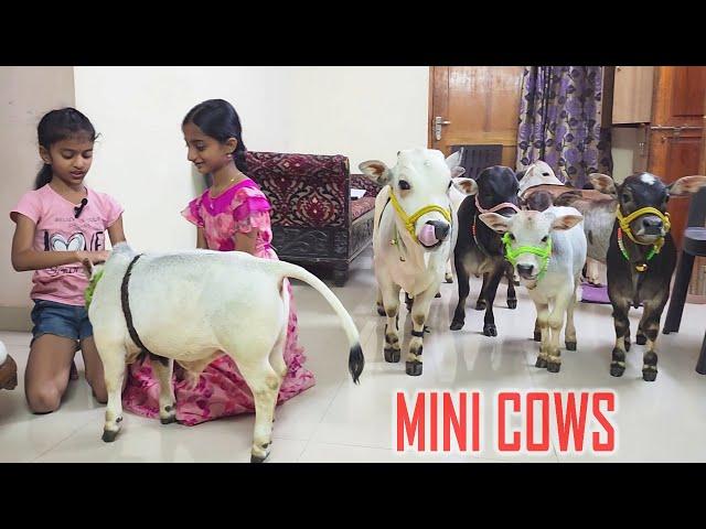 Adorable Mini Cows Visit Our House | They are the Cutest  | Nadipathy Goshala