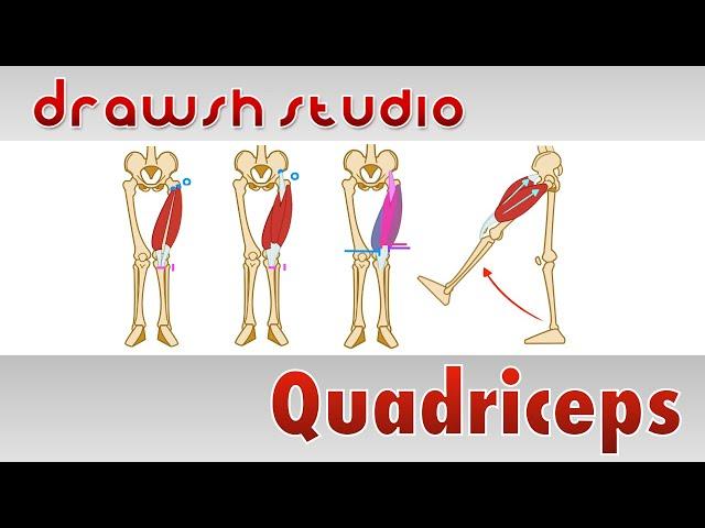 The Quadricep Muscles