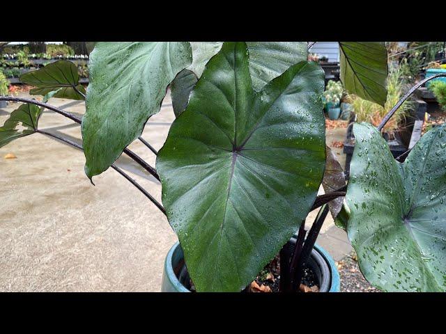 How to Grow Elephant Ear Plants - Indoors/Outdoors - Colocasia esculenta 'Fontanesii'