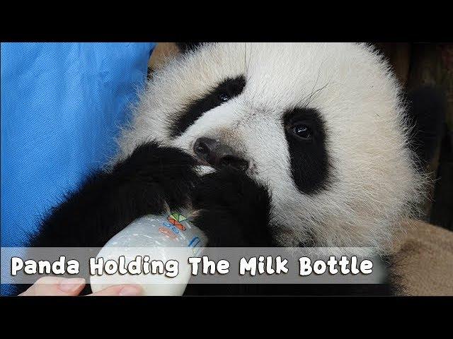 Panda Holding The Milk Bottle | iPanda