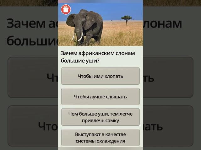 Зачем африканским слонам большие уши???