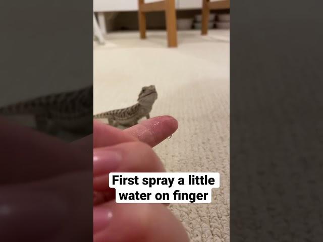 Tips on feeding baby bearded dragon water