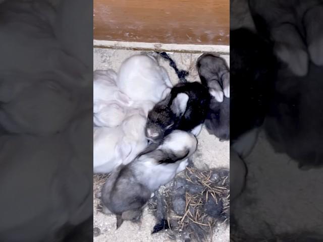 10 days old baby bunnies #animals #bunnies #bunny