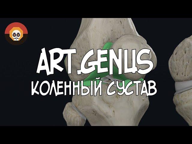 Коленный сустав (art.genus) 3D Анатомия