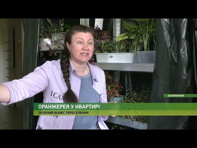 На часі - “Зелений” бізнес: переселенка з м. Пологи вирощує рослини на продаж. - 08.06.2023