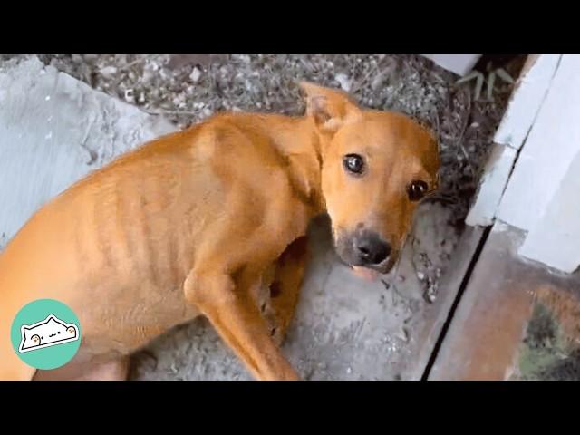 Woman Found A Stray Dog On Her Doorstep. Now She's Family | Cuddle Buddies