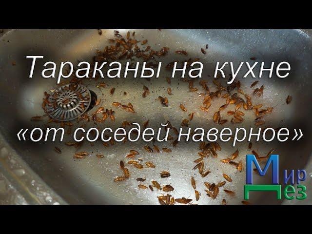 Тараканы на кухне. От соседей... МирДез (2022) 3