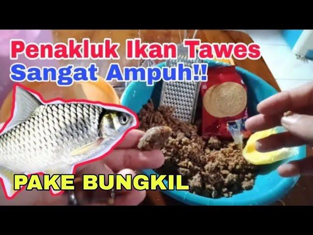 Umpan ikan Tawes dan ikan mas yang sangat ampuh!! bahan bungkil/ampas kacang | Sangat Jitu |