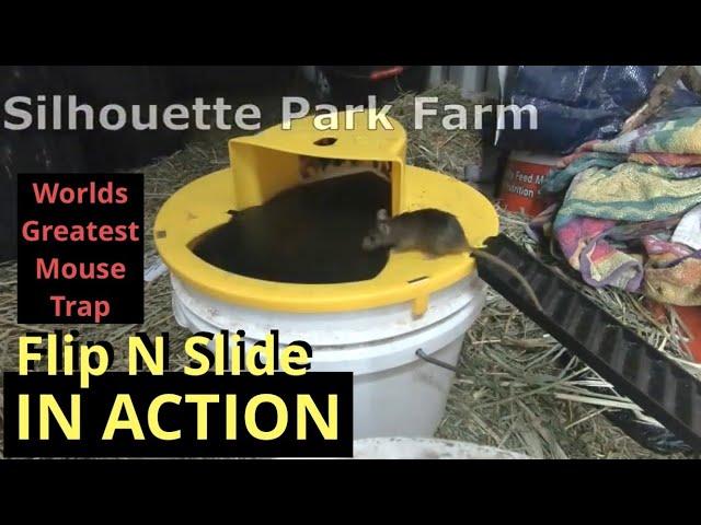 Filp n Slide / Worlds Greatest mouse trap in Action