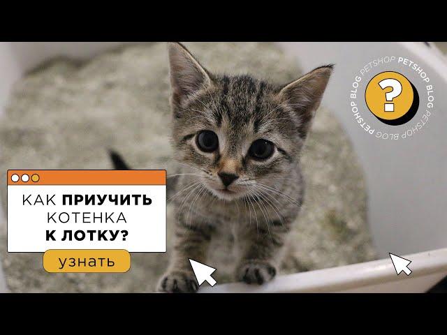 Как приучить котенка к лотку? Советы от зоопсихолога (фелинолога)