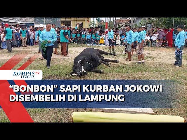 Bobot 920 Kg, Bonbon Sapi Kurban Jokowi Disembelih di Lampung