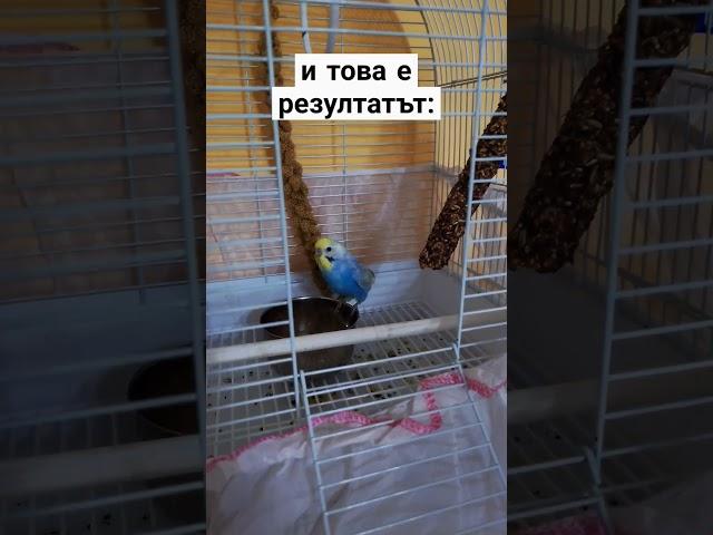 Вълнисто папагалче @discoverworldbg реагира на друго #pet #budgies