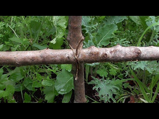 Gardening Knots - Easy DIY Trellis With A Transom Knot