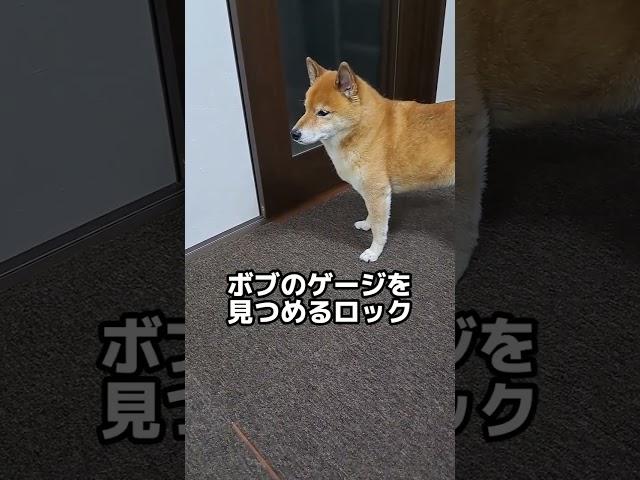 ボブがいない夜にロックは…