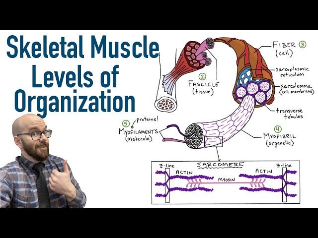 Skeletal Muscle Levels of Organization + Filament Basics