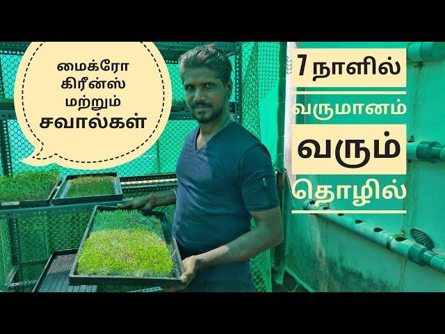 மைக்ரோ கிரீன்ஸ்|Microgreens|Family microgreens|நகரத்தில் விவசாயம்