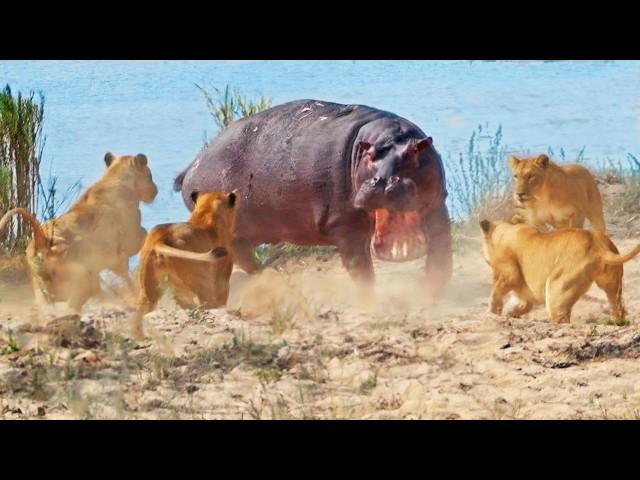 Angry Hippo Tries Fighting Off 7 Lions