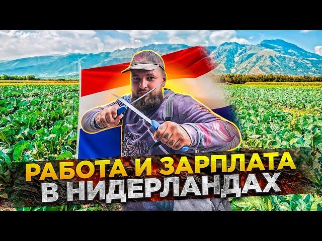 Кем я работаю и сколько зарабатываю в Нидерландах ( Голландия ) 3.0