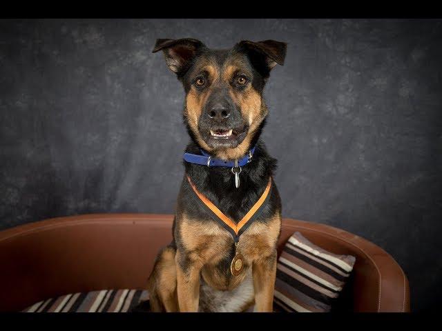 Luna - Rottweiler x German Shepherd - 5 Weeks Residential Dog Training