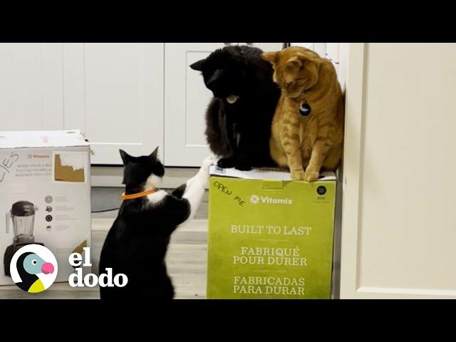 Gatos se obsesionan con la nueva caja de vitaminas que pidió su mamá | Cat Crazy | El Dodo