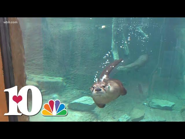 Meet the new otters guaranteed to make you smile at Zoo Knoxville