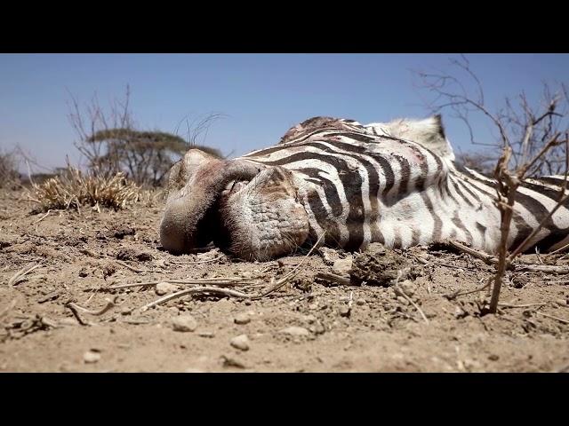 WARNING: GRAPHIC CONTENT – Kenya reveals how much wildlife drought killed