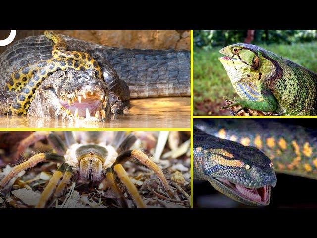 Discover the Deadliest Animals of the Amazon Rainforest! | Untamed Creatures