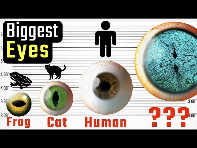 Eyeballs Size Comparison.  Biggest Animal Eye