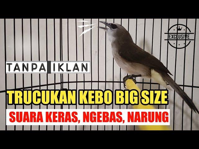 Trucukan Kebo Gacor Ropel Suara Besar Ngebas Cocok untuk pancingan burung jantan betina