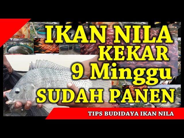 Ikan Nila Kekar, Jenis Ikan Nila Unggul Yang Cepat Panen