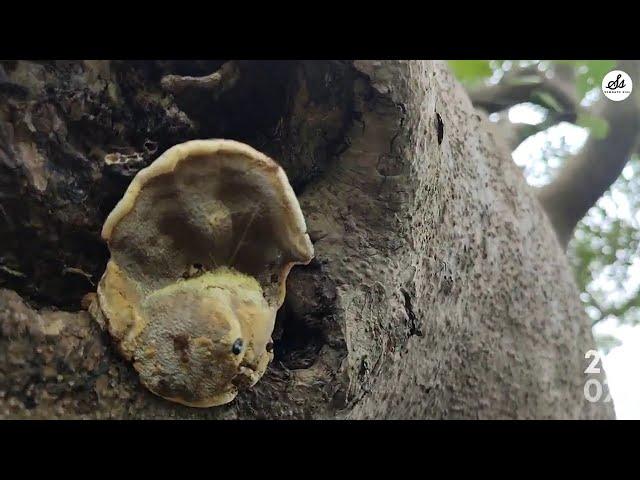 জঙ্গলের চারদিকে শুধুই জীবজন্তুর হাড় পড়ে আছে| Sundarban Tiger Attack| Sundarbans @somnathshil6406