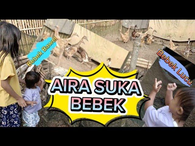 AIRA SUKA BEBEK || Jalan2 ke Ternak Bebek & Ayam