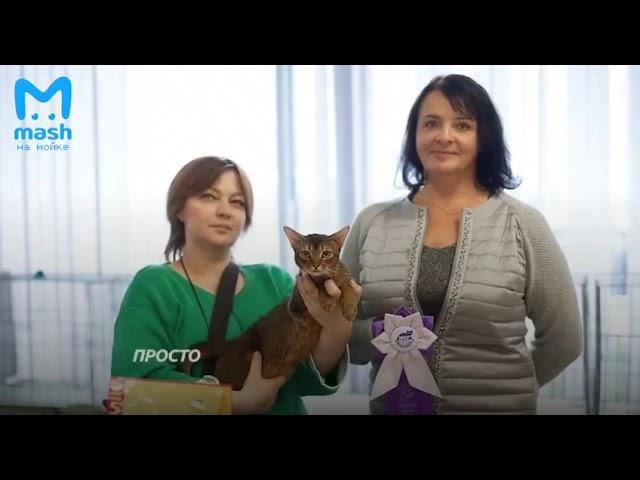 FIFE запретила котам и кошкам из России участвовать в международных выставках