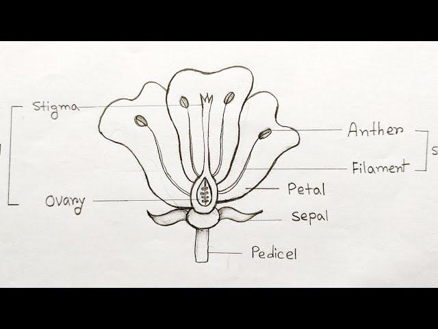 How to draw longitudinal section of flower step by step |Parts of flower | How to labelling a flower