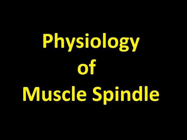 Comparison of Ia afferent activity in a muscle spindle