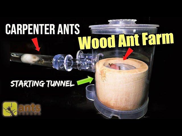 Giving My Carpenter Ant Colony a New Wooden Ant Farm