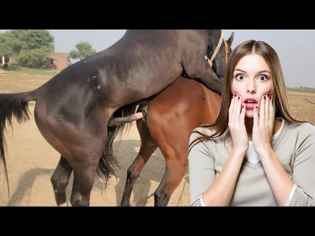 Mix Hot Horse Breeding: Complete Guide to Horse Mating | How to breeding Horses Meeting Cross video