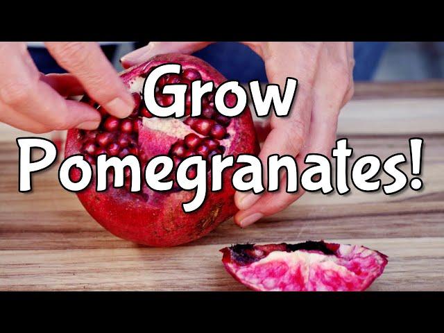 Growing Pomegranate from Seed - Full Tutorial