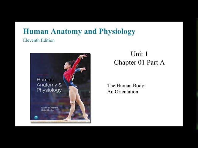 Anatomy and Physiology Chapter 1 The Human Body An Orientation Part A