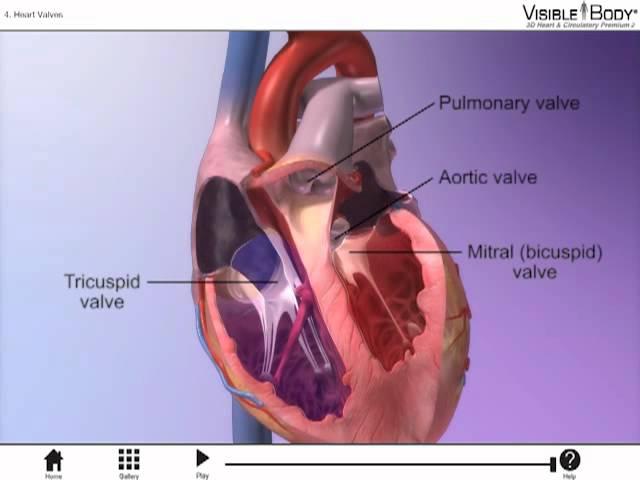 The Heart Valves with Heart & Circulatory Premium 2