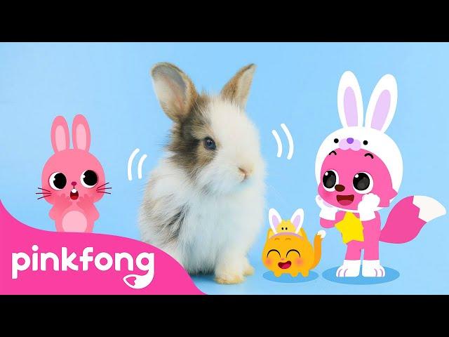 Baby Rabbits Jump! | Cute Rabbit Song | Baby Animals Song | Pinkfong Official for Kids