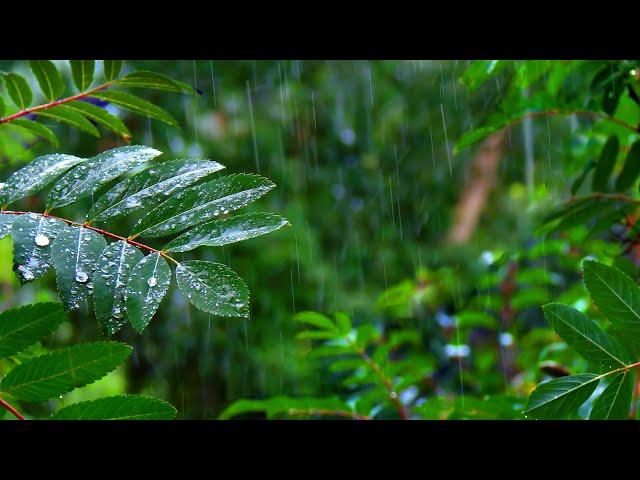 Rainforest Rain Sounds for Sleeping or Studying ️ White Noise Rainstorm 10 Hours