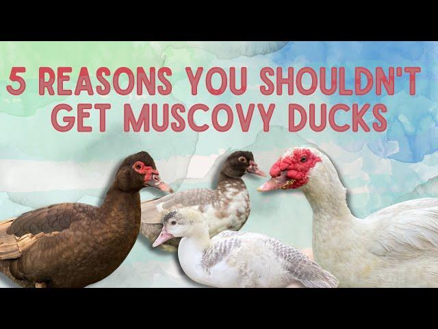 5 REASONS NOT TO GET MUSCOVY DUCKS (why Muscovy ducks aren't for you)