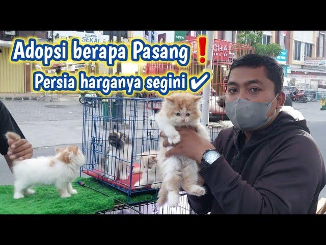 Ngeborong kucing persia  Cek harga dulu