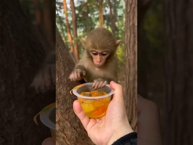 Once more please #animalshorts #monkey168 #monkey #babymonkey #monkeyfeeding