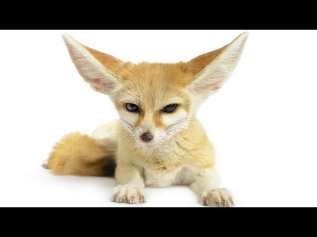 Fennec Fox at Home: Pros, Cons, Is It Worth Starting?