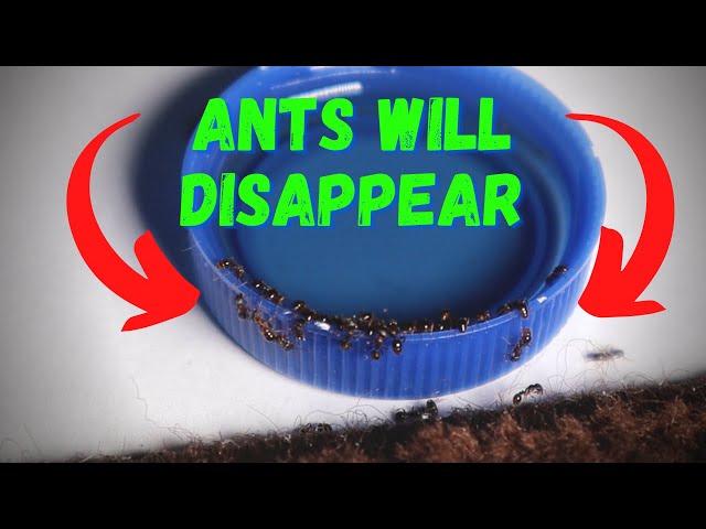 How to Get Rid of Little Black Ants using a DIY Ant Killer Solution (Kills Wasps too)