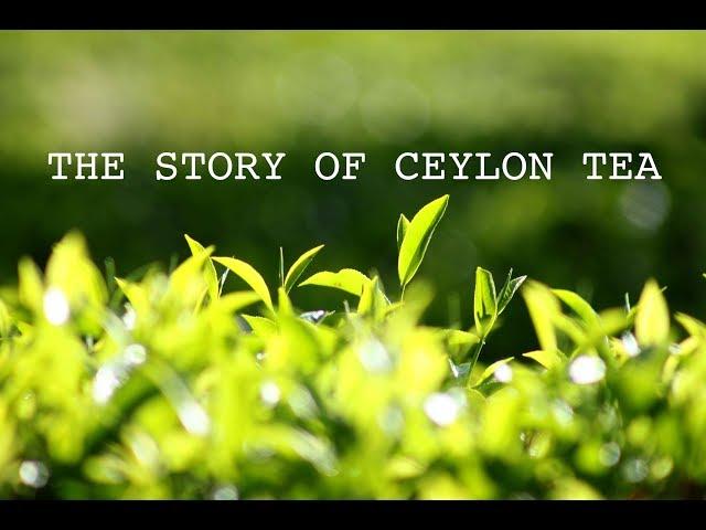 THE STORY OF CEYLON TEA - (MINERVA the documentary team production)